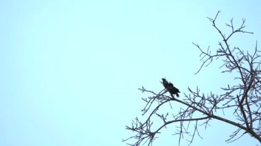 Ortak Myna kuru dal ağaçları ve onlara uçan diğer kuş üzerinde duruyor