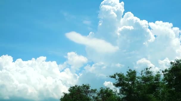 Blauwe hemel witte wolk verplaatsen over back top boom timelapse — Stockvideo