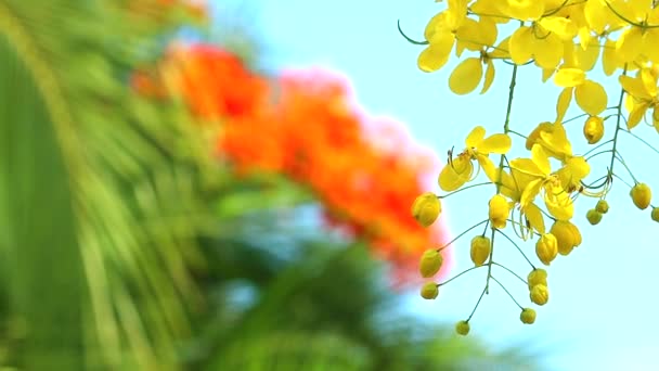 Cassia fistel bloemen zijn bloeiende rode bloem en blauwe hemel achtergrond — Stockvideo
