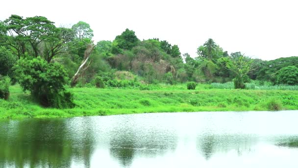 Meer op het platteland en reflectie van boom planten gras op het wateroppervlak — Stockvideo