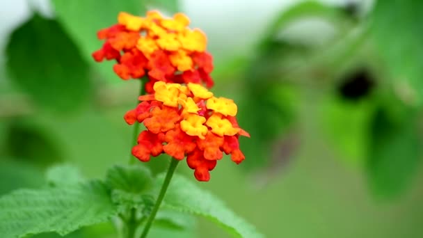 Lantana camara l Vorteil der Blätter haben blutstillende Eigenschaften und helfen, frische Wunden zu heilen — Stockvideo