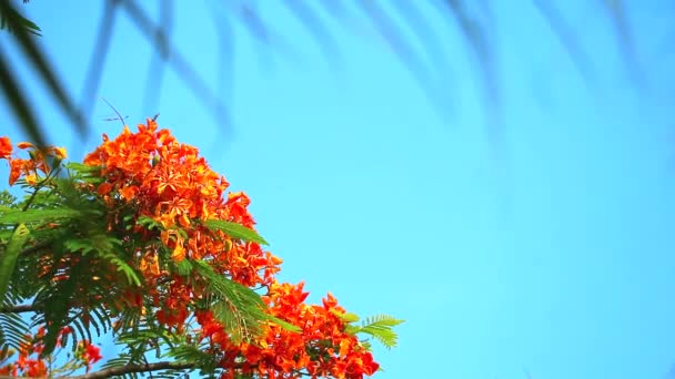 Red Caesalpinia pulcherrima květy jsou kvetoucí a rozostřené palmy zanechává modrou oblohu pozadí — Stock video