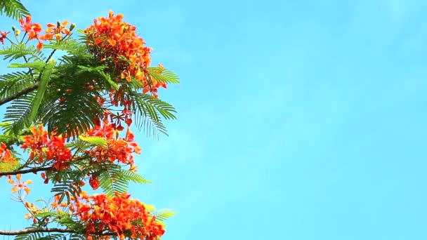 Rode Caesalpinia pulcherrima bloemen bloeien in het regenseizoen Blus Sky achtergrond — Stockvideo