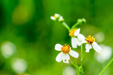 papatya çiçek düşüyor çünkü hava yaza dönüşüyor