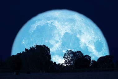 siluet orman üzerinde gece gökyüzünde dolunay geri