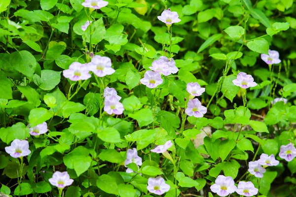 Bengal clock vine, Blue Trumpet, Blue Skyflower, Skyflower, Cloc