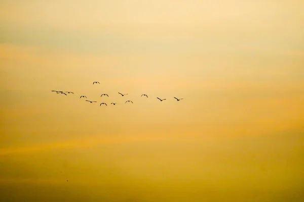 Oiseaux volant à la maison sur le coucher du soleil ciel nuage doux — Photo