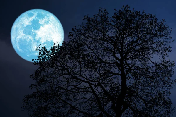 Buck moon on night sky back over silhouette dark forest — Stock Photo, Image
