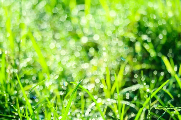 Erba verde in giardino e sfocatura di goccia d'acqua sulle foglie in pioggia — Foto Stock