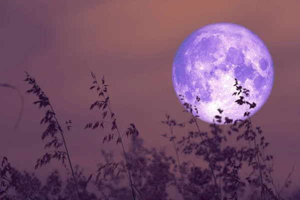 rose moon on night sky back over silhouette grass