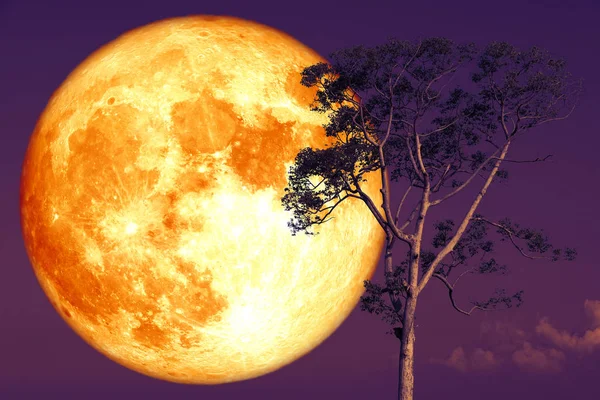 Super luna rosa en el cielo nocturno de vuelta sobre el árbol de silueta — Foto de Stock