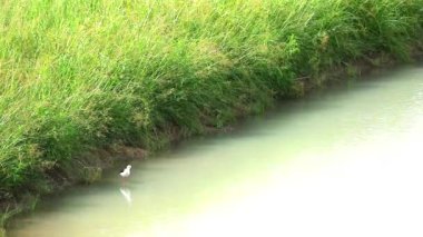 Siyah kanatlı Stilt kuş su üzerinde durmak ve gölet1 şarkı