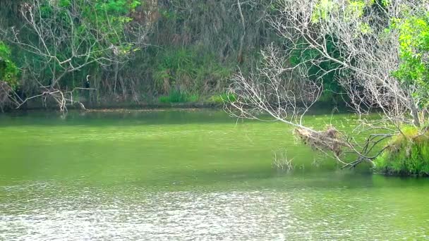 Сухое дерево в воде и зеленые растения по всему озеру и волна на поверхности воды — стоковое видео