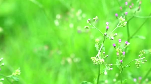 Emilia sonchifolia hälsofördelar blad används i behandling av dysenteri — Stockvideo