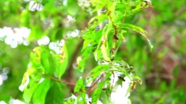 Uzun Boynuzlu Borer Beetle yağmur mevsiminde üreme yaprakları yiyor