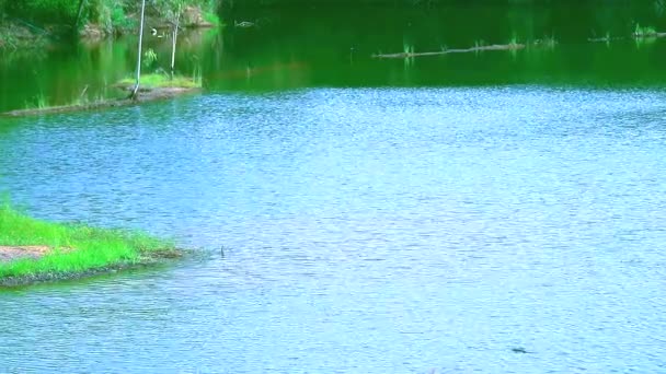 Green grass all around lake and wave on water surface — Stock Video