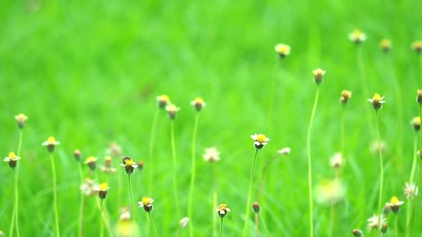 Flores de grama balançar pelo vento e folhas verdes fundo no jardim — Vídeo de Stock