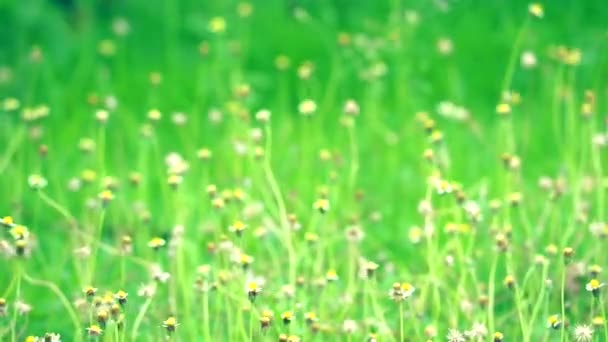 Tridax procumbens geel witte bloem bloeien in de tuin in de zomer — Stockvideo