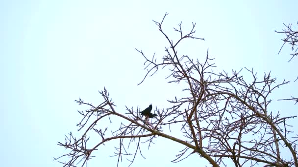 Zwei gemeine myna sind auf trockene Bäume gebogen — Stockvideo