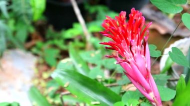 Bromeliad kırmızı renk çiçek bahçede çiçek