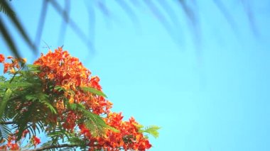 Kırmızı Caesalpinia pulcherrima çiçekler bulanıklık palmiye yaprakları çiçeklenme vardır