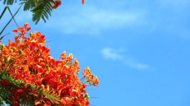 Kırmızı Caesalpinia pulcherrima çiçekleri mavi gökyüzünde hareket eden yeşil yaprakları çiçek vardır