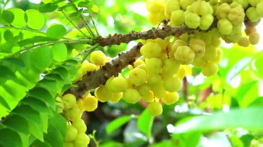 yıldız bektaşi üzümü, sebze, bahçe, meyve, yararlı hem yaprak hem de kök tedavisi kullanabilirsiniz