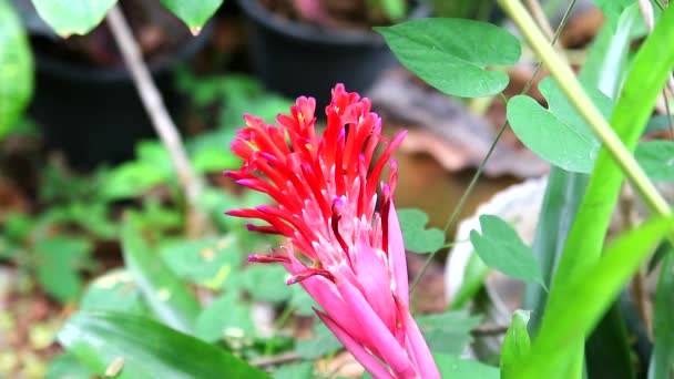 Бромеліадна квітка червоного кольору цвіте в літньому саду — стокове відео