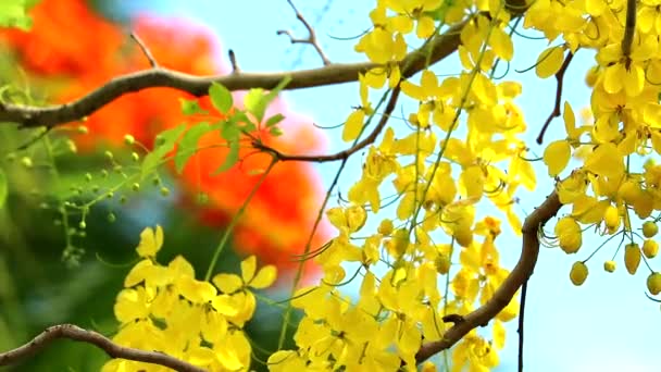 Цветы фистулы касии цветут во время сезона дождей красочный фон — стоковое видео