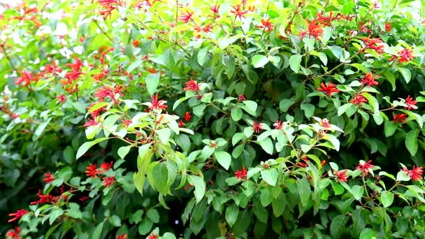 Chinese firecracker plant red flower blooming in the garden — Stock Video