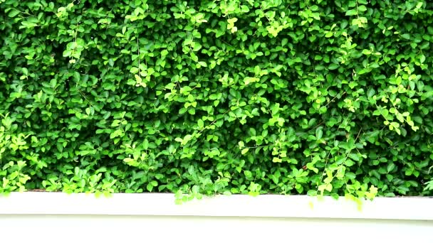 绿叶自然芬克班扬树印度尼西亚在墙上 — 图库视频影像