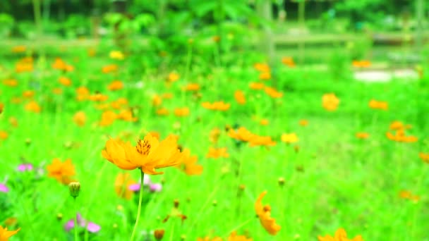 Flor naranja floreciendo en gaden — Vídeo de stock