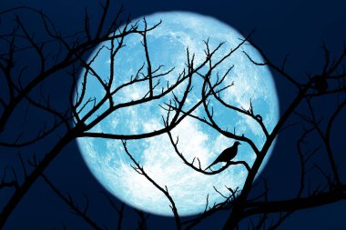 Tam Mısır Dikim Ay geri siluet kuru dal ve kuş üzerinde t