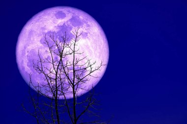 Tam Mısır Dikim Ay geri siluet kuru dal ağacı