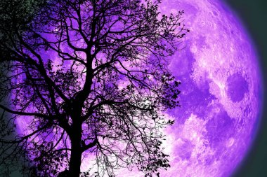 Siluet karanlık ağaç üzerinde gece gökyüzünde Gök gürültüsü ay