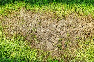 kuru ot alanı büyüyemez, bir şey bu kapağı ve yok 