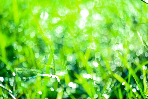 Zielona trawa w ogrodzie i rozmycie kropli wody na liście w Mornin — Zdjęcie stockowe