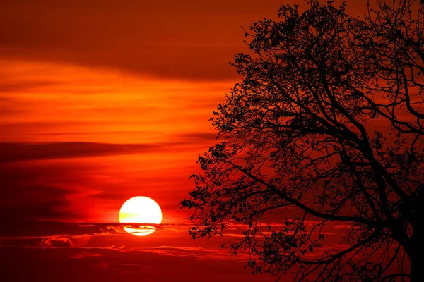 last light of sunset on sky silhouette branch tree