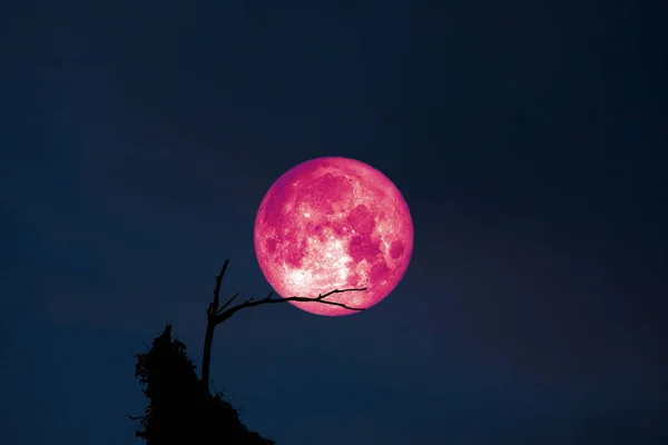 Super volle maan terug op silhouet droge tak boom op nachtelijke hemel — Stockfoto