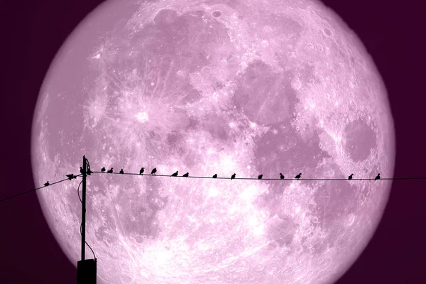 super milk moon back on silhouette bird on electric pole night s