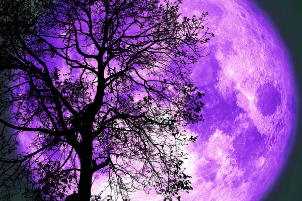 Bulan Petir di langit malam kembali di atas pohon hitam siluet — Stok Foto