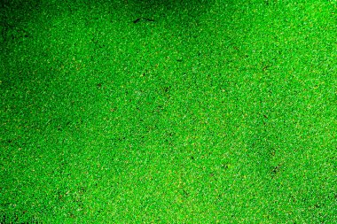 Sivrisinek fern yeşil ve sarı renkli ve üzerinde wate sonbahar yaprakları