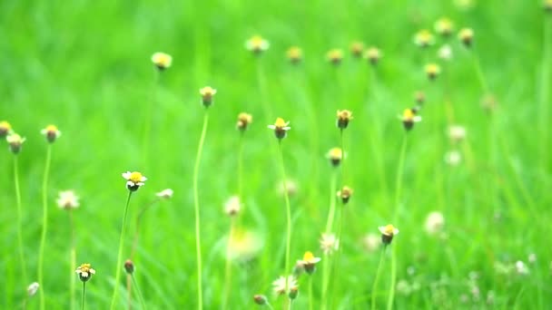 Трава квітка гойдається вітром і зелене листя фону влітку — стокове відео