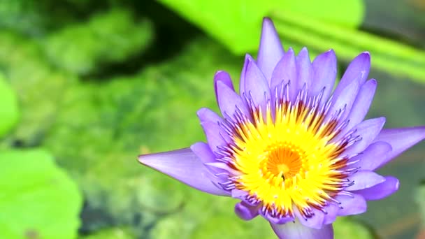Fiore di loto viola fioritura su sfondo pad stagno verde — Video Stock