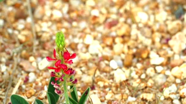 Salvaje flor roja altramuz piedra montaña1 — Vídeo de stock