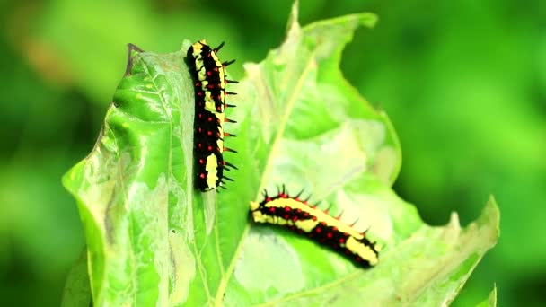 Los gusanos están comiendo hojas para acumular energía durante el cuerpo de una mariposa2 — Vídeo de stock