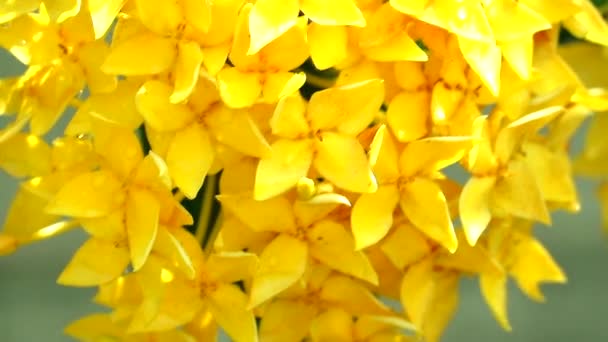 Yellow spike flowers are blooming in the garden with rain water on the petals slow motion — 비디오