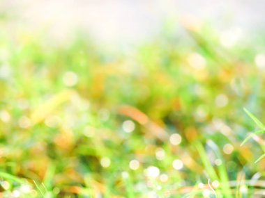 bulanıklık çim çiy damla güneş doğuşunda yaprakları ve ışık düştü