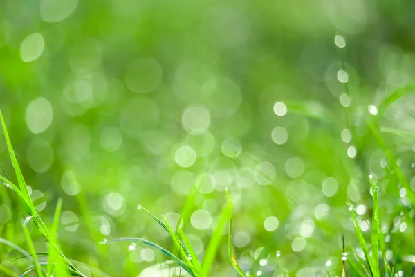 Hierba verde en el jardín blokeh de gota de agua en las hojas en el campo — Foto de Stock