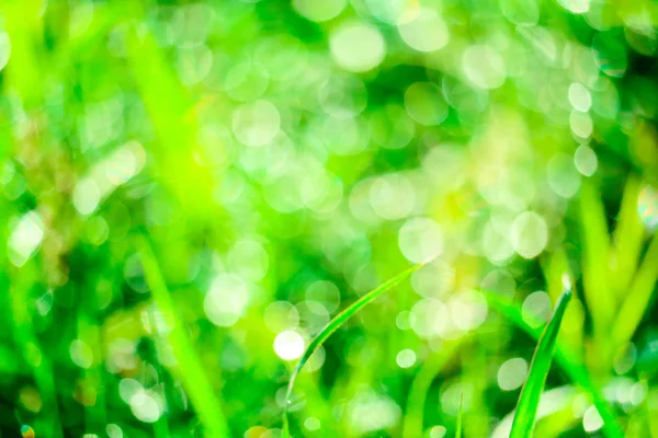 緑の芝生の庭と葉の上の水滴のぼかし — ストック写真